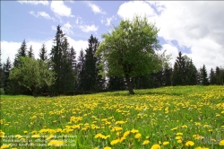 Viennaslide-83400014 Sommerlandschaft in der Steiermark - Summer in Styria, Austria