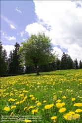 Viennaslide-83400015 Sommerlandschaft in der Steiermark - Summer in Styria, Austria