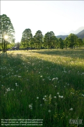 Viennaslide-83400017 Sommerlandschaft in der Steiermark - Summer in Styria, Austria