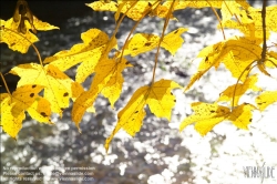 Viennaslide-83400024 Herbstblätter, Laub