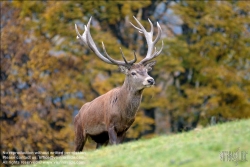 Viennaslide-83400027 Hirsch - Deer