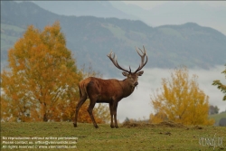 Viennaslide-83400028 Hirsch - Deer