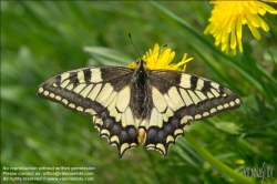 Viennaslide-83400029 Schmetterling, Ritterfalter (Lepidoptera) - Swallowtail butterfly