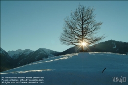 Viennaslide-85240026 Steiermark, Winterlandschaft, einsamer Baum