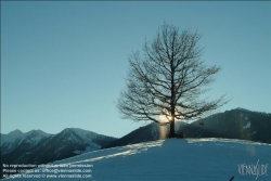 Viennaslide-85240027 Steiermark, Winterlandschaft, einsamer Baum