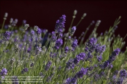 Viennaslide-87000001 Lavendel - Lavender
