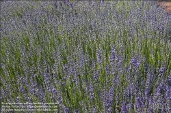 Viennaslide-87000002 Lavendel - Lavender