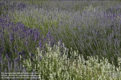 Viennaslide-87000003 Lavendel - Lavender