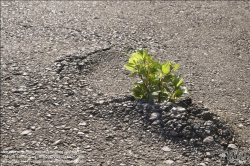 Viennaslide-87000004 Pflanze bricht durch Beton - Flower breaking through Concrete