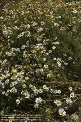 Viennaslide-87000005 Wilde Kamille - Chamomile