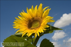 Viennaslide-87000006 Sonnenblume - Sunflower