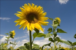 Viennaslide-87000007 Sonnenblume - Sunflower