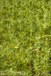 Viennaslide-87000009 Hanf