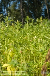 Viennaslide-87000010 Hanf