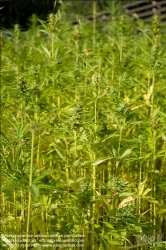 Viennaslide-87000011 Hanf