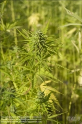 Viennaslide-87000013 Hanf