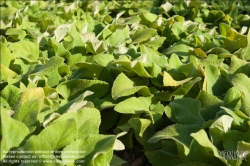 Viennaslide-87000014 