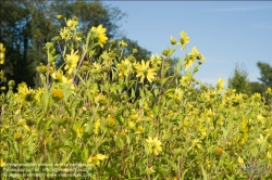 Viennaslide-87000015 