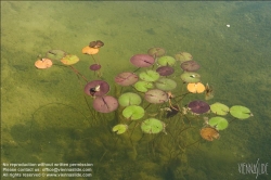 Viennaslide-87000017 