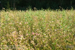 Viennaslide-87000018 