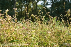 Viennaslide-87000019 