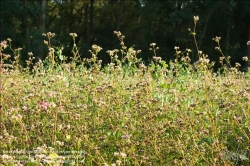 Viennaslide-87000020 