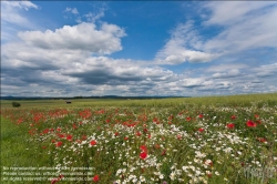 Viennaslide-87000039 Blumenwiese - flower meadow