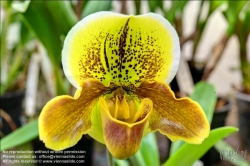 Viennaslide-87000042f Orchidee