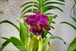 Viennaslide-87000044f Orchidee