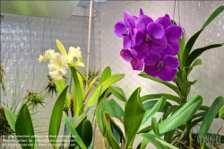 Viennaslide-87000045f Orchidee