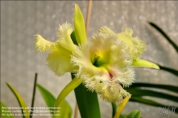 Viennaslide-87000047f Orchidee
