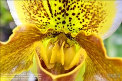 Viennaslide-87000048f Orchidee