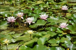 Viennaslide-87000052 Weisse Seerose, Nymphaea alba