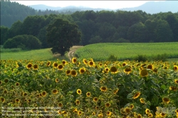 Viennaslide-87110105 Sonnenblumen - Sun Flowers