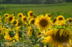 Viennaslide-87110106 Sonnenblumen - Sun Flowers