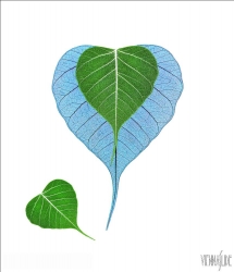 Viennaslide-87111104 Blätter, Illustration - Leaves, Illustration