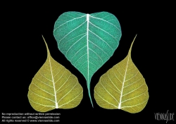 Viennaslide-87111127 Blätter, Illustration - Leaves, Illustration