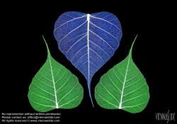 Viennaslide-87111128 Blätter, Illustration - Leaves, Illustration