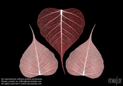 Viennaslide-87111129 Blätter, Illustration - Leaves, Illustration