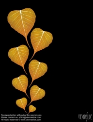 Viennaslide-87111134 Blätter, Illustration - Leaves, Illustration