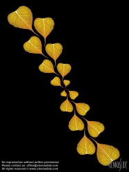 Viennaslide-87111138 Blätter, Illustration - Leaves, Illustration