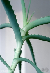 Viennaslide-87111143 Kaktus - Cactus