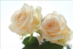 Viennaslide-87111149 Rosenblüte - Rose