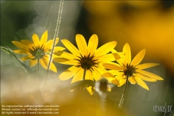 Viennaslide-87111154 Wiesenblume - Flower