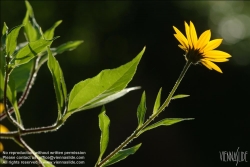 Viennaslide-87111156 Wiesenblume - Flower