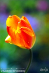 Viennaslide-87111157 Tulpe - Tulip
