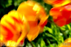 Viennaslide-87111158 Tulpe - Tulip