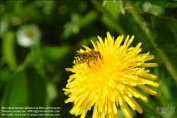 Viennaslide-87111160 Biene auf einer Blüte - Bee on a Flower