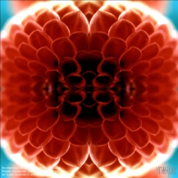 Viennaslide-87111161 Blume - Flower